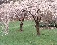 Farm & Ranch Insurance